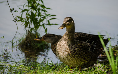 Wild ducks in their natural environment 