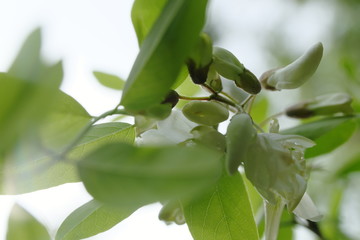 Blossom composition green white - Stockphoto