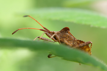 Heteropteran - Stockphoto