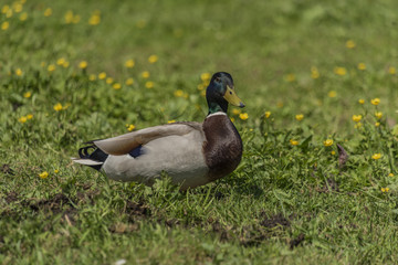 Female and male ducks on spring meadow