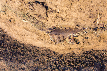 archaeological excavations, remains of the settlement, the scythians fossils