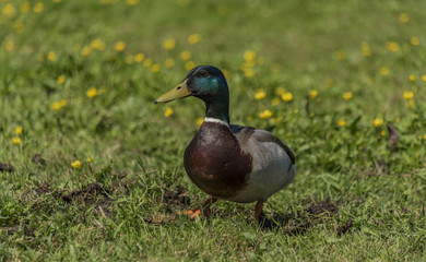 Female and male ducks on spring meadow
