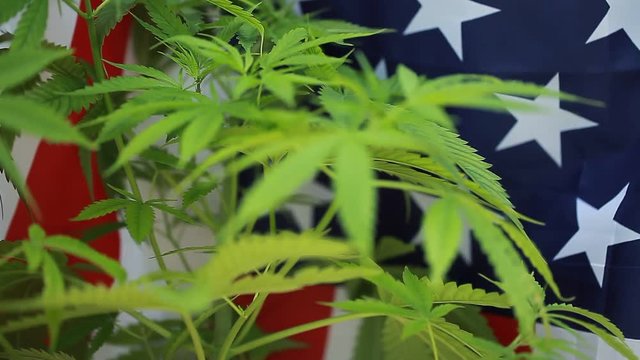 cannabis  background  American flag