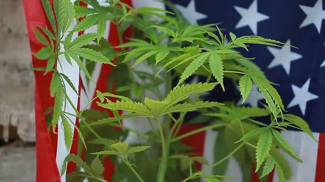 cannabis  background  American flag