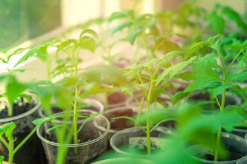 Seedlings of young plants, sprouts of tomatos, spring seedlings, rays of sun shine green leaves, agriculture concept.