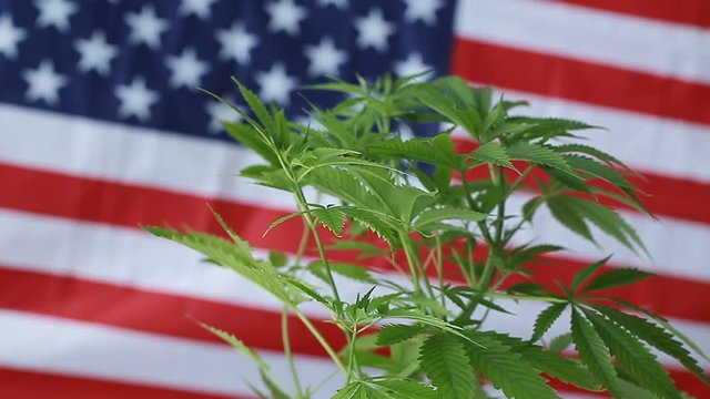 cannabis  background  American flag