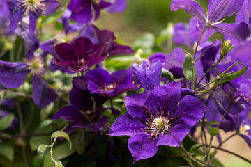 Clematis in voller Blüte