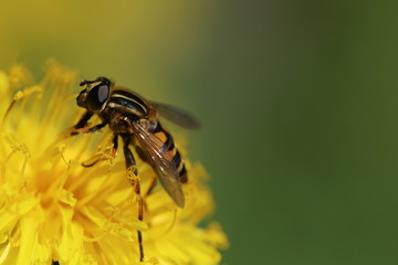 Hoverfly