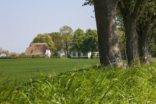 Baumallee mit Reetdachhaus bei Siggeneben in der Gemeinde Grube