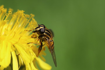 Hoverfly