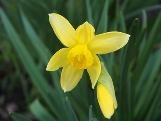 Yellow petals of a Bud of a daffodil. Full-blown flower in the garden.