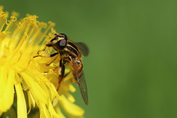 Hoverfly