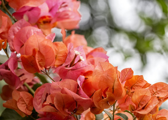 Obraz premium Bougainvillea orange bunch of flower close up with bokeh in background