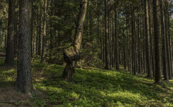 Tumour on tree in dark forest