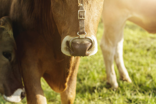 Wet Snout Of Cow With Nose Ring