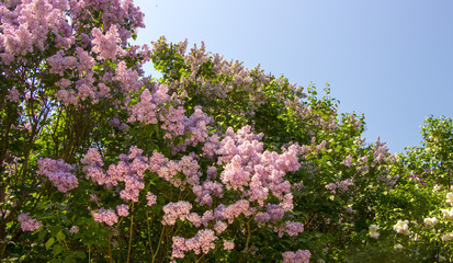 Obraz premium Beautiful purple lilac flowers outdoors.