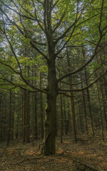 Obraz premium Young tree in nice forest in west Bohemia near As town