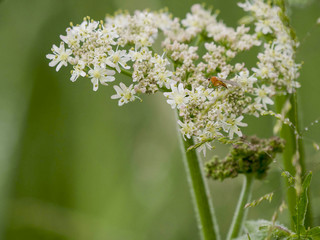 Petit insecte orange