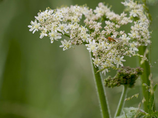 Petit insecte orange