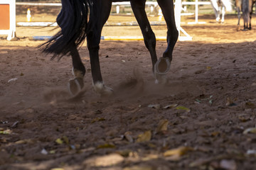 Trotting brown horse paws on training sand lane