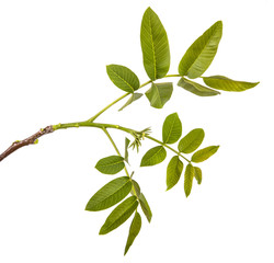 Fototapeta na wymiar branch of a walnut isolated on a white background