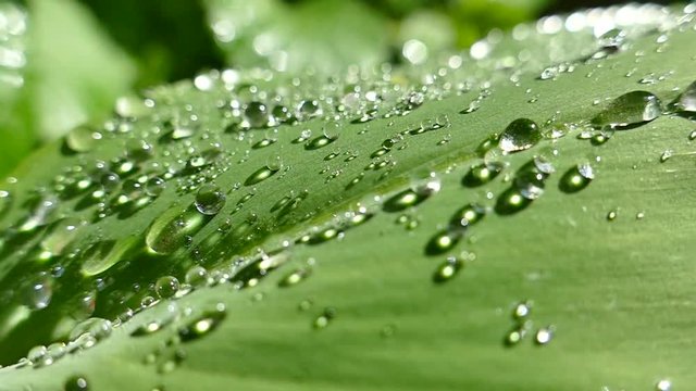 Drops of morning dew lie on the green leaves of the plant. Drops of water roll down from foxes and beautifully sparkle in the sun.