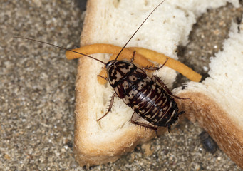 big tropical cockroach