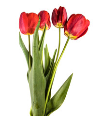 bouquet of garden red tulips. Isolated on white background