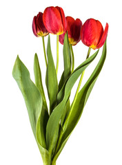 bouquet of garden red tulips. Isolated on white background