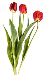bouquet of garden red tulips. Isolated on white background