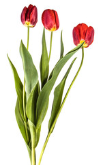 Obraz premium bouquet of garden red tulips. Isolated on white background