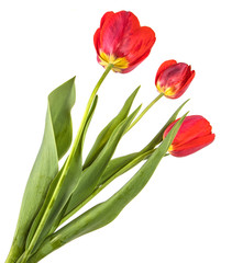bouquet of garden red tulips. Isolated on white background