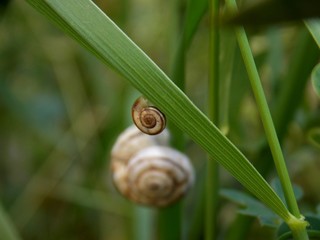 snail in the grass
