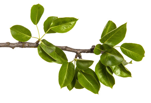 branch of a pear tree with green leaves. Isolated on white background
