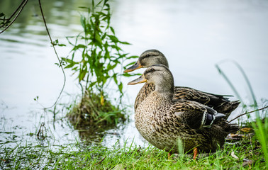 Wild ducks in their natural environment 