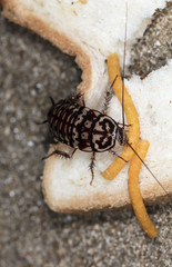 big tropical cockroach