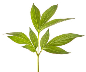 green sprout of peony bush. Isolated on white background