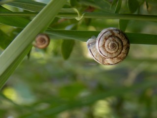 snail in the grass
