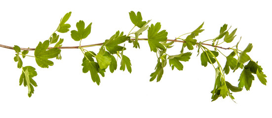 branch of a currant bush with green leaves. Isolated on white background