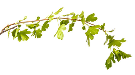 branch of a currant bush with green leaves. Isolated on white background
