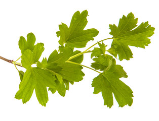 branch of a currant bush with green leaves. Isolated on white background