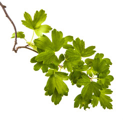 branch of a currant bush with green leaves. Isolated on white background