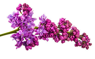 blossoming lilac with purple flowers. Isolated on white background