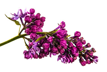 blossoming lilac with purple flowers. Isolated on white background
