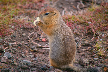 Rodent, Evrazhka on Kamchatka. American long tail gopher, sunny day