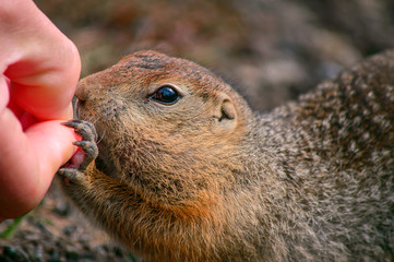 Rodent, Evrazhka on Kamchatka. American long tail gopher, sunny day