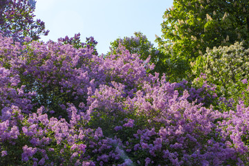 Pink, purple, Syringa vulgaris family Oleaceae, close up, floral texture, background