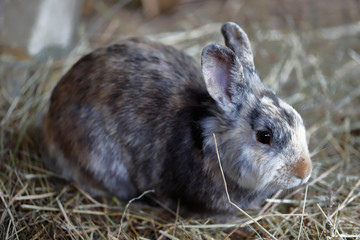 Domestic pygmy rabbit
