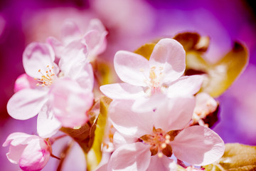 Fototapeta na wymiar Apple blossoms over blurred nature background