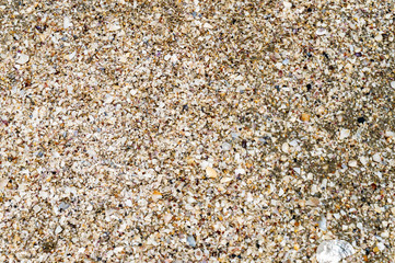 Shell fragments on the seashore. Background. Texture. Wallpaper